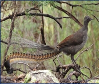 http://img.sovenok.co.uk/animals-south/photo/photo-animals-australia_006.jpg